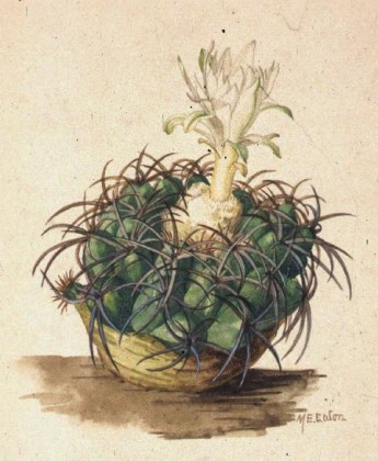 discocactus