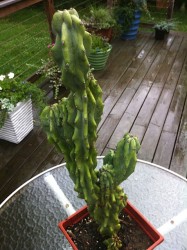 Cactus 2