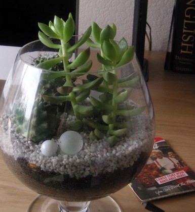 Cactus in a Glass