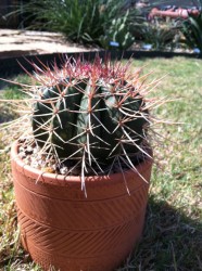 melocactus2