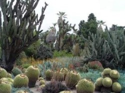 barrel cactus