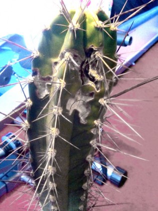 cactus rot
