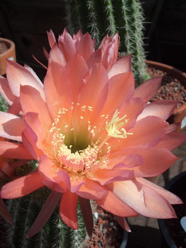 Cactus Flowers! It's Spring! Cactus Jungle