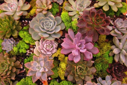 wp-1447812386700 image