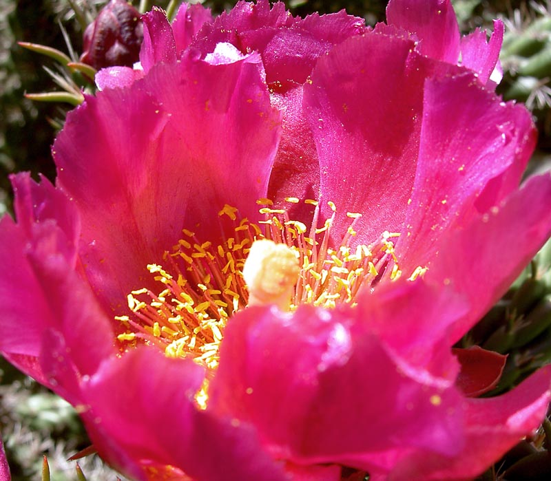 opuntia_prolifera_bloom