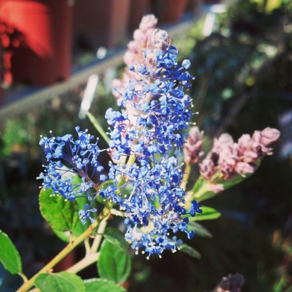 Ceanothus