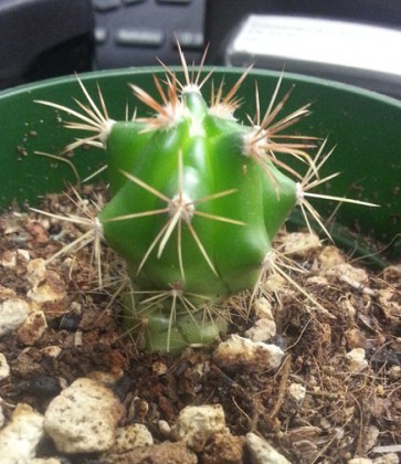 cactus seedling