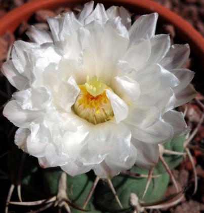 parodia sellowii