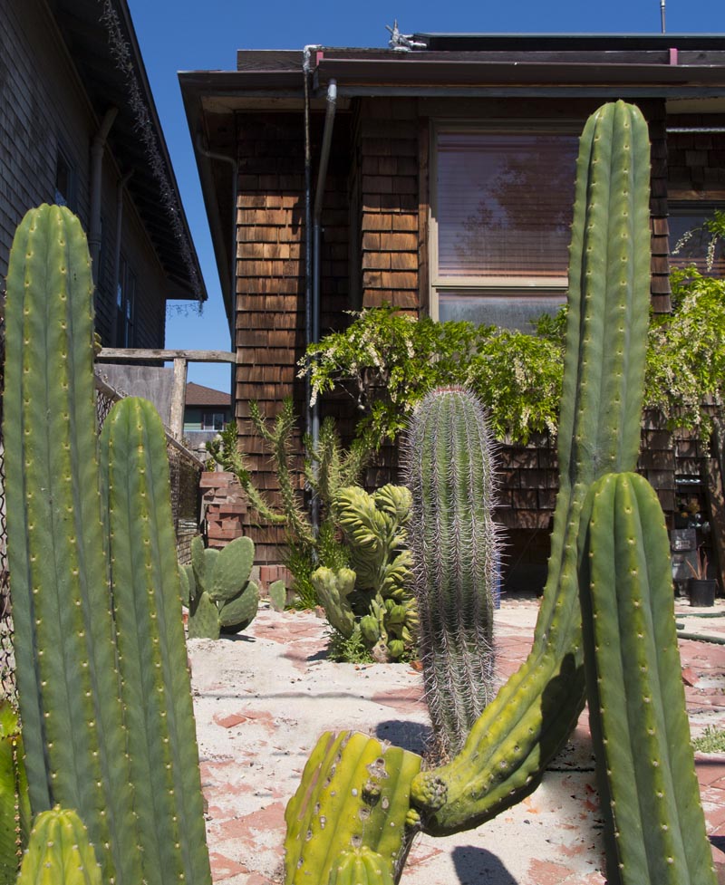 Emeryville_Cactus