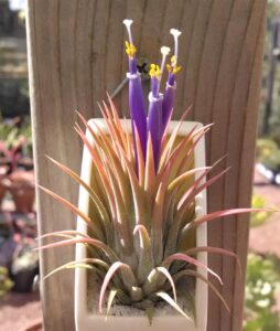 tillandsia_ionantha_rubra2