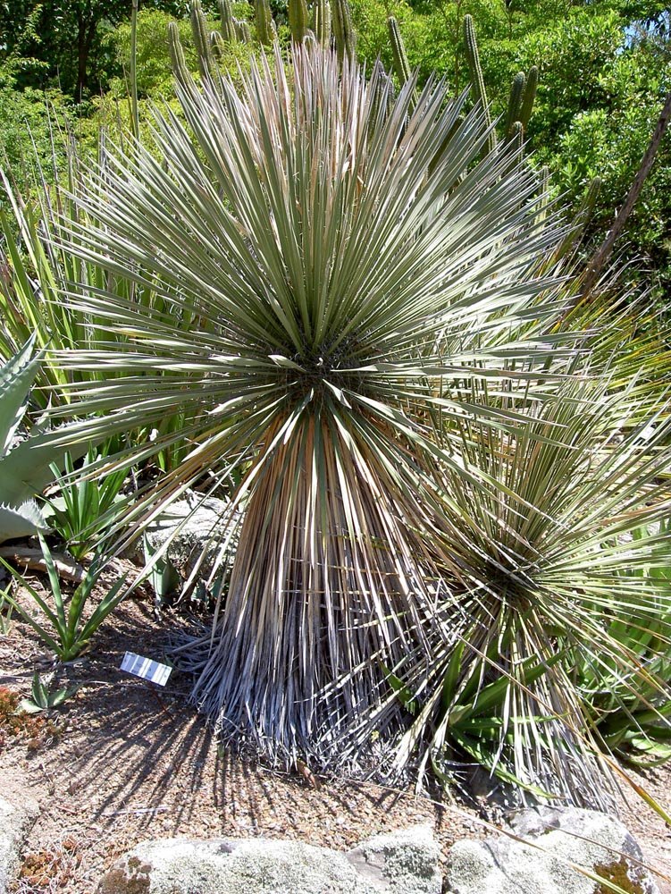 yucca_elata_garden